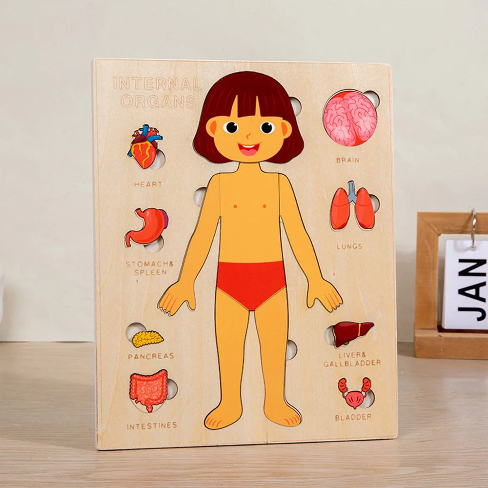 Corpo Curioso – Quebra-Cabeça Montessori do Corpo Humano