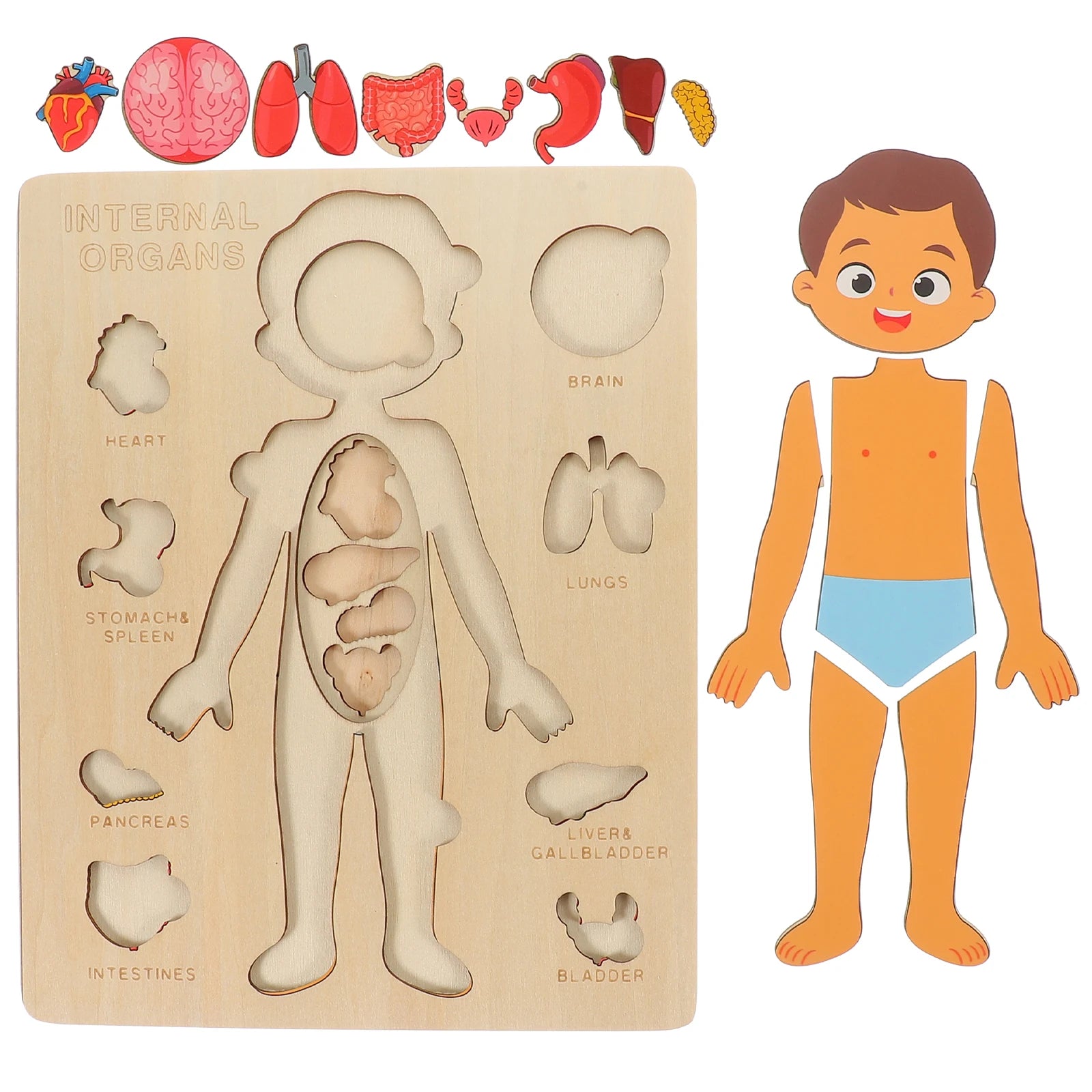 Corpo Curioso – Quebra-Cabeça Montessori do Corpo Humano