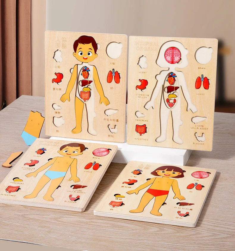 Corpo Curioso – Quebra-Cabeça Montessori do Corpo Humano