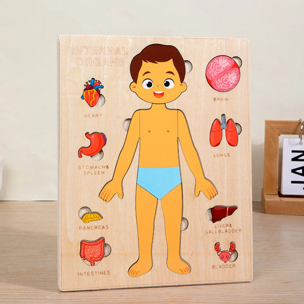 Corpo Curioso – Quebra-Cabeça Montessori do Corpo Humano