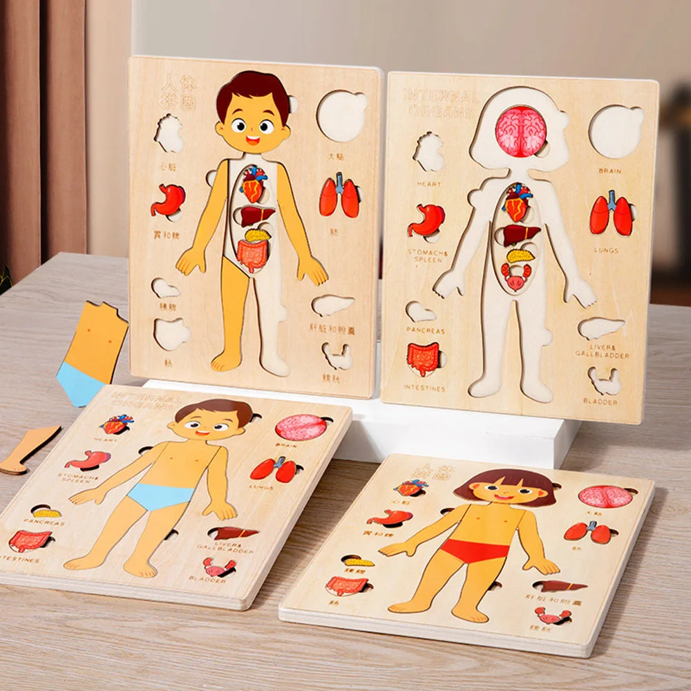 Corpo Curioso – Quebra-Cabeça Montessori do Corpo Humano