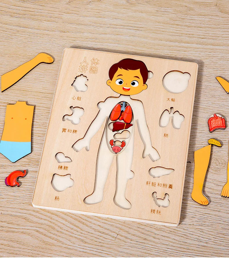 Corpo Curioso – Quebra-Cabeça Montessori do Corpo Humano